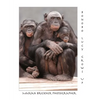 Bonobo Lucy Grows Up - Paperback