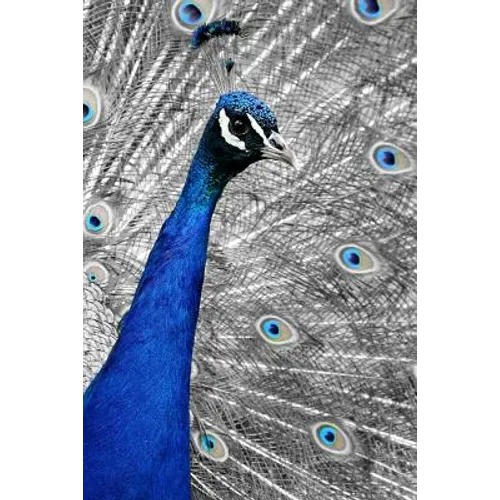 Blue Peacock: The Indian Peafowl or Blue Peafowl Is a Large and Brightly Colored Bird, Native to South Asia. - Paperback