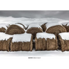 Winter - Hardcover