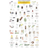 Mac's Field Guides: California Garden Bugs