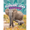 Elephant Cows: Heads of the Herd - Paperback