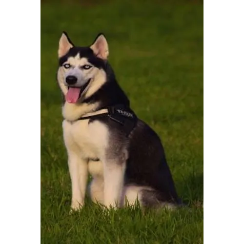 Husky: This Is a General Name for a Sled-Type of Dog Used in Northern Regions, Differentiated from Other Sled-Dog Types by Th - Paperback