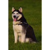 Husky: This Is a General Name for a Sled-Type of Dog Used in Northern Regions, Differentiated from Other Sled-Dog Types by Th - Paperback