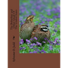 The Bobwhite and Other Quail Of The United States - Paperback