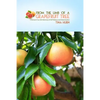 From the Limb of a Grapefruit Tree: A Woman's True-Life Adventure of Self-Reliance and Determination - Paperback