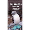 Galapagos Wildlife: An Introduction to Familiar Species - Paperback