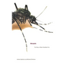 Mosquito: The Story of Man's Deadliest Foe - Paperback