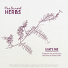 Goat's Rue, Lactation Aid