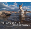 Yellowstone Migrations - Hardcover