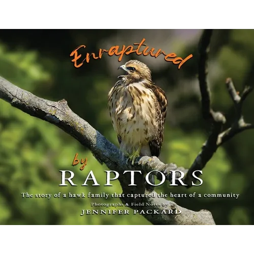 Enraptured by Raptors: The story of a hawk family that captured the heart of a community - Paperback