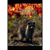 Hiram Raccoon's Phenomenal Movie Adventure - Paperback