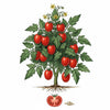 TOMATO Seeds, Roma