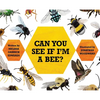 Can You See If I'm a Bee? - Hardcover