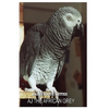 AJ The African Grey - Paperback