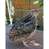 Brian The Therapy Quail - Paperback