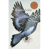 Pigeon - Paperback