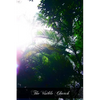 The Visible Church: Her Government, Ceremonies, Sacramentals, Festivals, And Devotions - Paperback