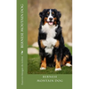 bernese moutain dog - Paperback