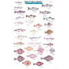 Mac's Field Guides: Northwest Coastal Fish