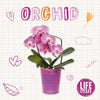Orchid - Paperback
