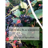 Growing Blackberries - Paperback