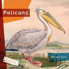 Pelicans - Paperback