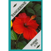 Tangerine Poems at 94 - Paperback