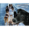 Run Like a Sled Dog: Another Black Bear Sled Dog Adventure - Paperback