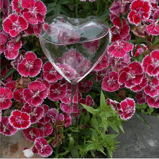Buy heart 6 Types Glass Plant Flowers Water Feeder