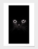 The Black Cat  Frame